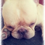  Sunny the French Bulldog mascot...My personal favourite! OMG look at that face!!! ah! 