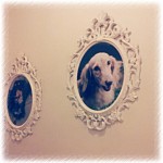 Lovely faces of Petopia's in house mascots grace the walls! So tastefully done!!! 